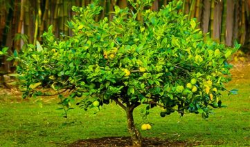 New Tree